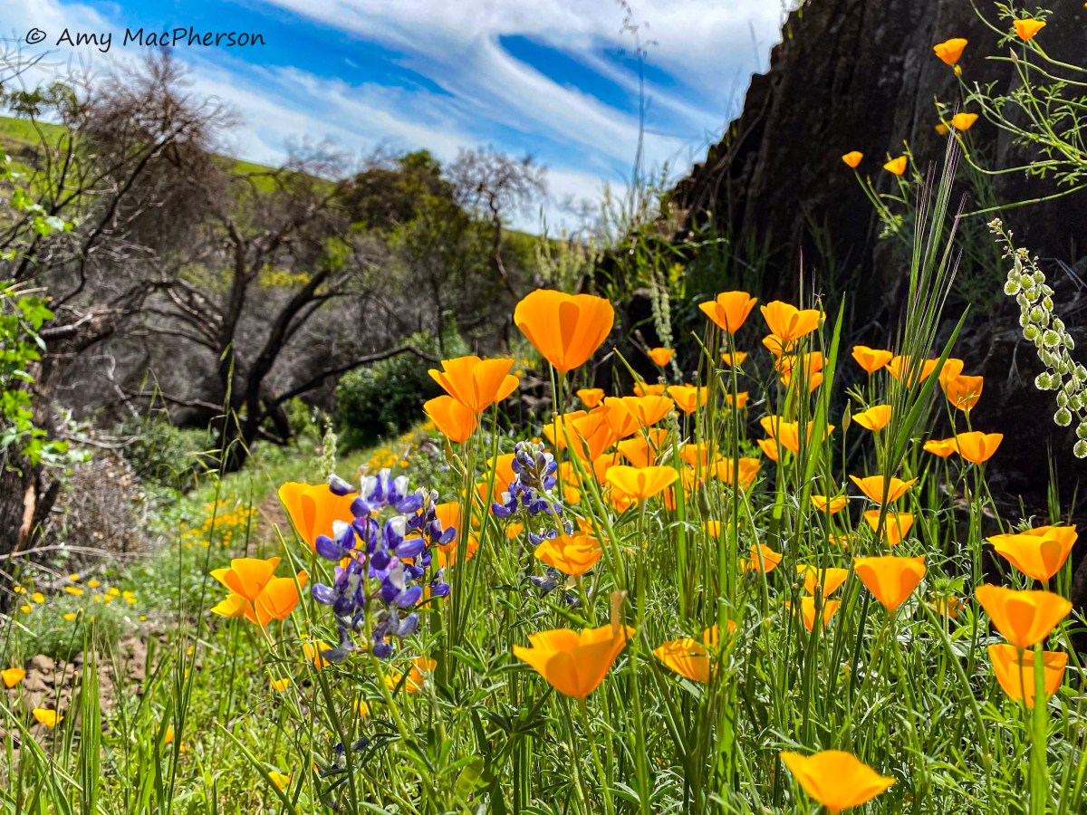 North Table Mountain Ecological&nbsp;Reserve
